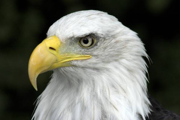 blad eagle