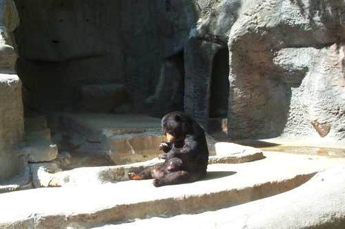 black bear Mississippi  Jackson zoo