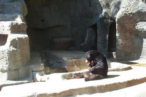 black bear Mississippi  Jackson zoo