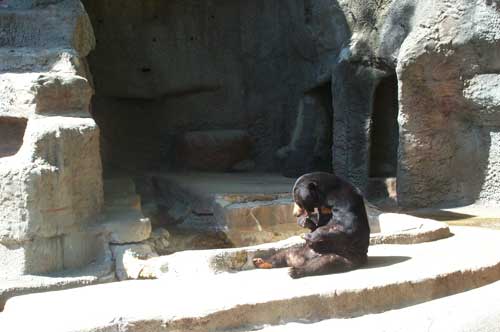 black bear Mississippi  Jackson zoo