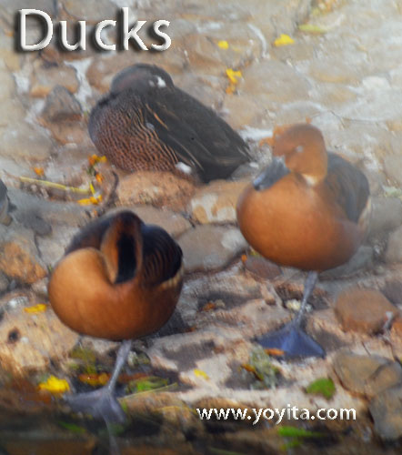 ducks