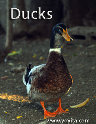 ducks