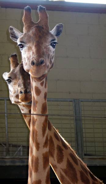 giraffe