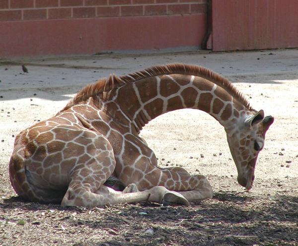 giraffes