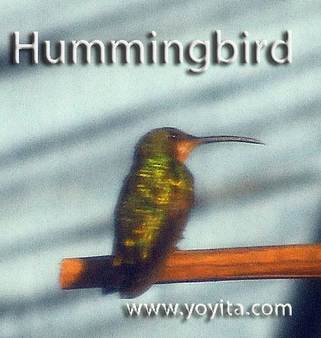 hummingbird