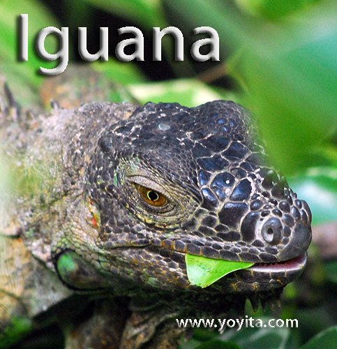 Iguana