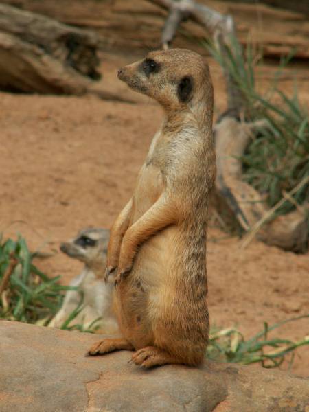 http://www.yoyita.com/zoo/meerkats