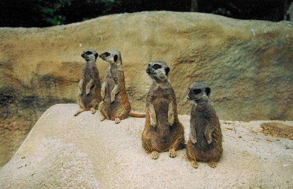 meerkats