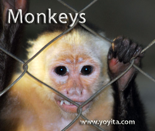 monkeys