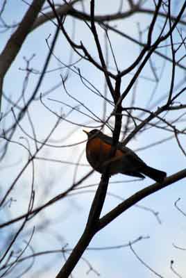 orange bird Mississippi
