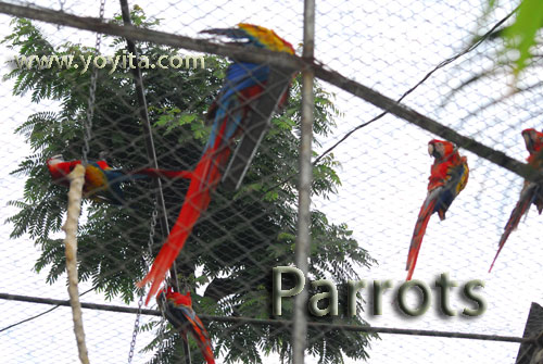 Macaws 