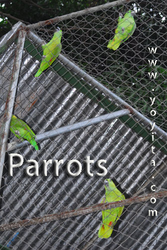 parrots