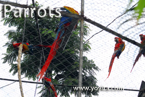 Macaws 