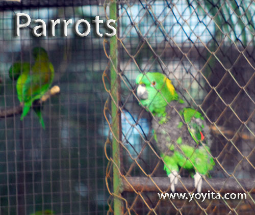 parrots