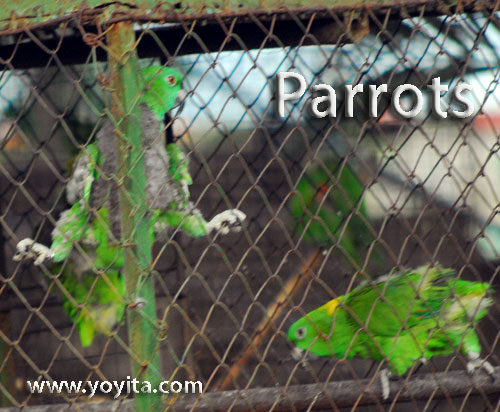 parrots