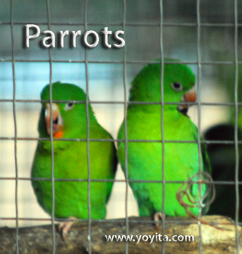 parrots