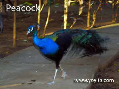 peacock