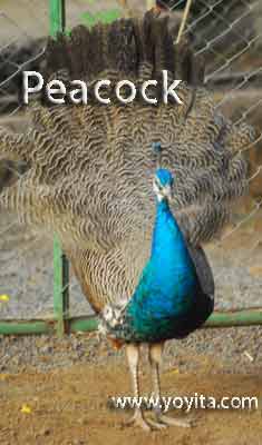 peacock pavoreal