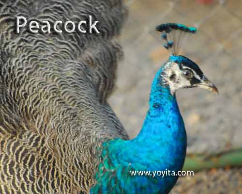 peacock pavoreal