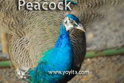 peacock pavoreal