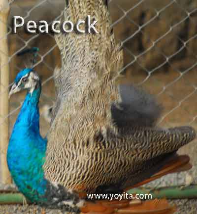 peacock pavoreal