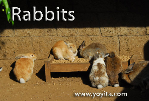 rabbits