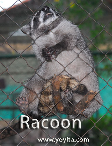 raccoon