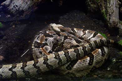 rattle snake