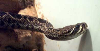 rattle snake