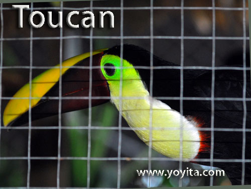 toucan bird