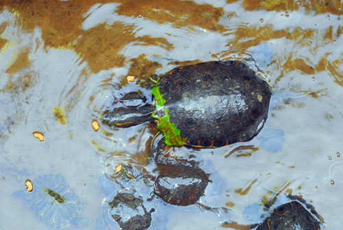 http://www.yoyita.com/zoo/turtles