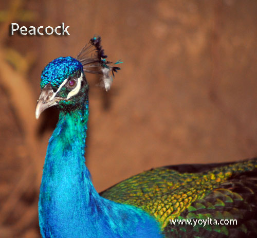 tropical rainforest animal peacock