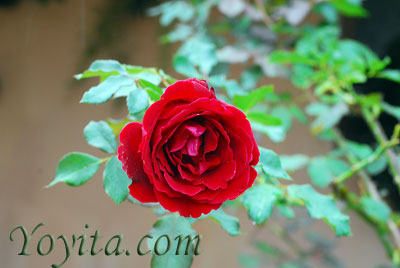 flowers, roses copyright Yoyita