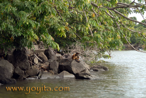 http://www.yoyita.com/Flora_Nicaragua/rainforest monkeys