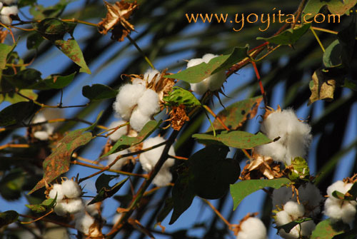 Cotton plant Nicaragua