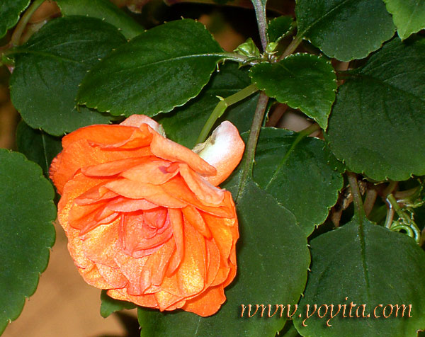 satin orange rose