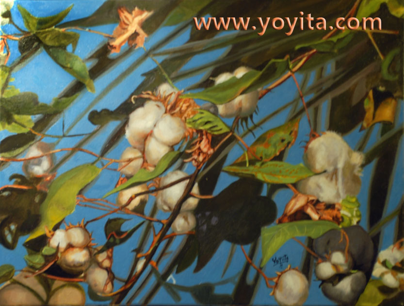 cotton bolls king algodon © Yoyita