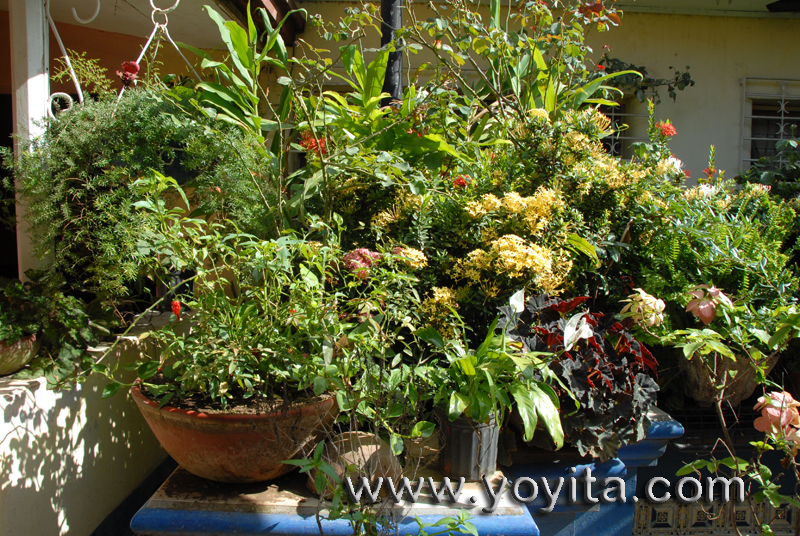 Tropical landscape flowers and plants, Tropical Garden
