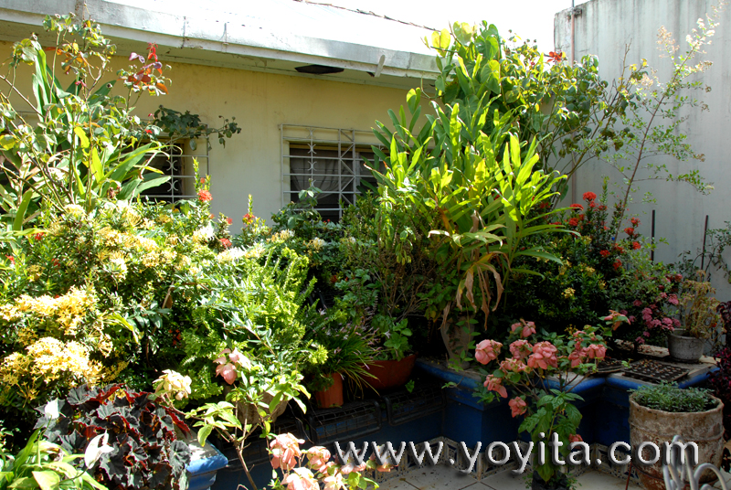 Ornamental plants and tropical flowers