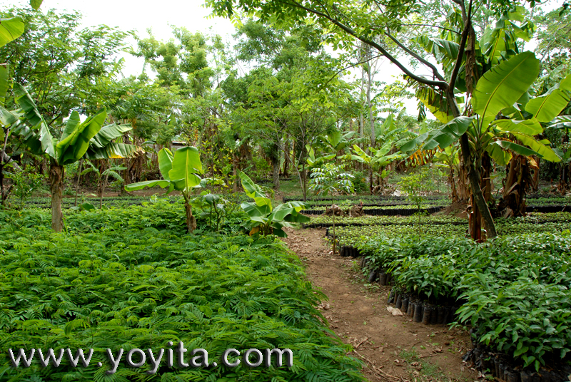 Tropical and subtropical fruit trees as mango, papaya, avocado, platain and popular medicine plants and cooking herbs are seen