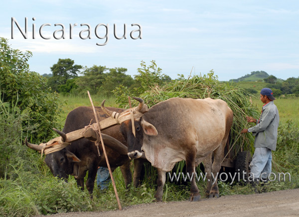 Nicaragua yunta de bueyes