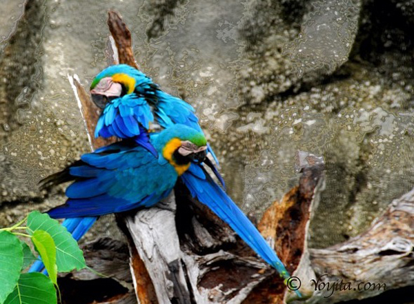 blue parrots macaw photography copyright yoyita