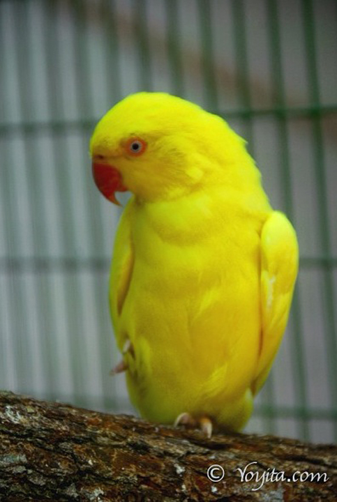 yellow bird copyright yoyita
