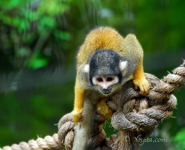 yellow monkey photography copyright yoyita