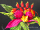 pitayas dragon fruit tropical fruit, nicaragua, costa rica, maui, hawaii, yoyita, still life, oil painting art