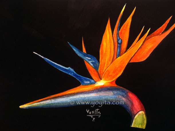 Uccello del paradiso 1 fiore, acquerello di Yoyita