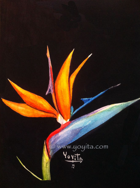 Uccello del paradiso 2 fiore, acquerello di Yoyita