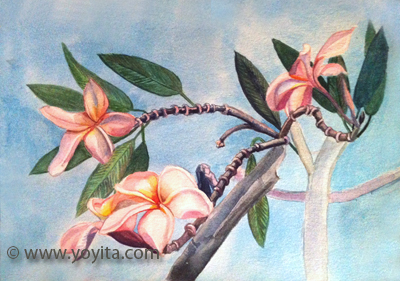 sacuanjoche en flor frangipani