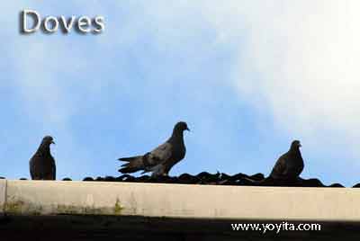doves palomas