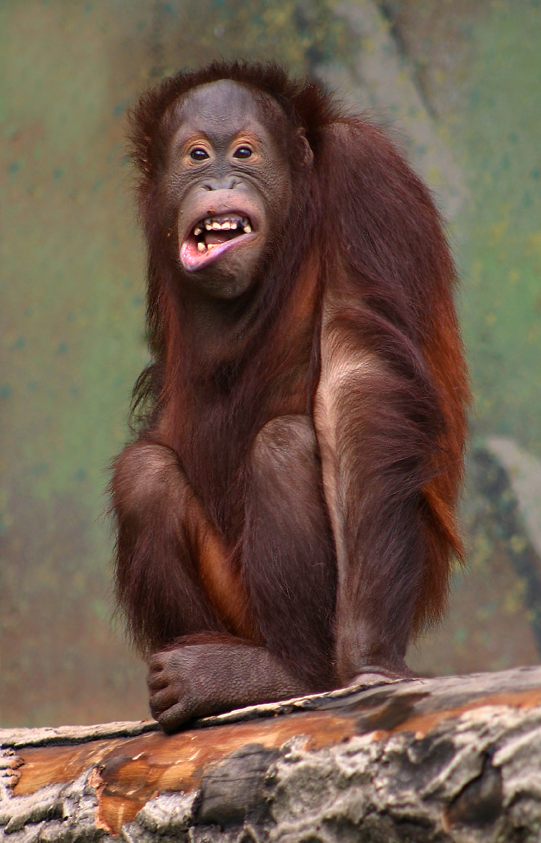Orangutan pongo
